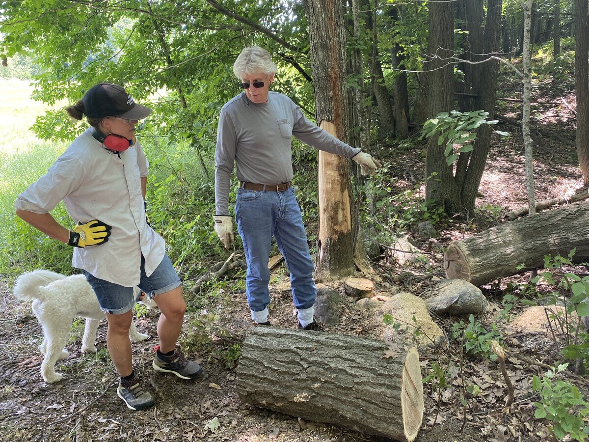 Scouting tonewood in the forest